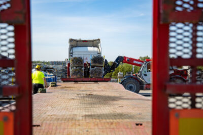 Perälautojen välistä katsottuna lastataan telinehäkkejä rekan kyytiin.